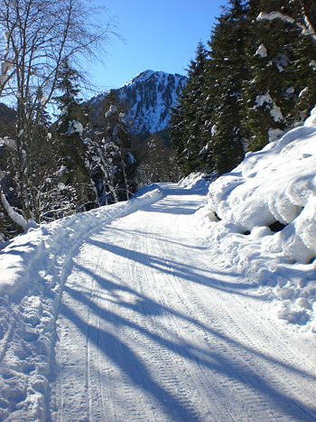 Rodelstrecke knapp vor Bergheim
