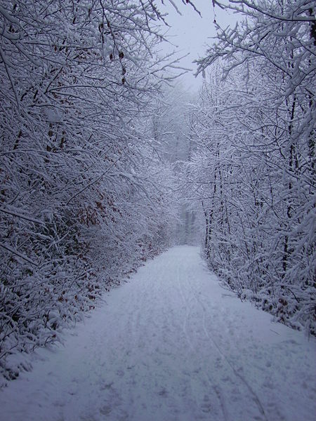 Datei:Rodelbahn Gsohl 2009-02-08.JPG